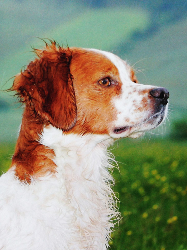 mito-il-cane-campione